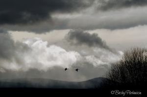 two-geese-flying.jpg
