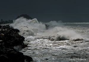 wave-and-gull.jpg